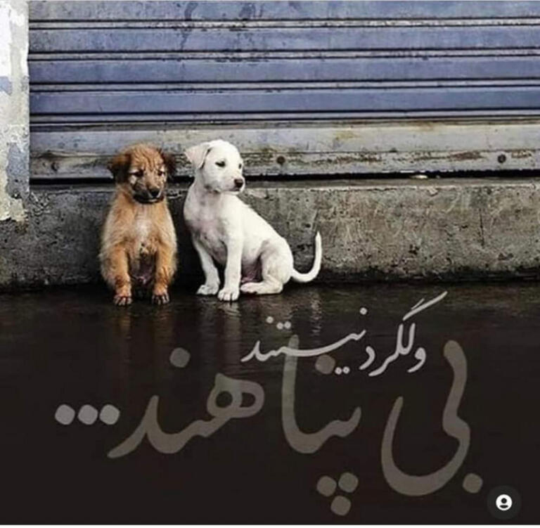 جملات زیبا درباره محبت به حیوانات و سخنان در مورد احترام به حقوق حیوان جملات زیبا درباره محبت به حیوانات و سخنان در مورد احترام به حقوق حیوان