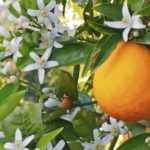 فواید عرق بهار نارنج برای سلامت و روش مصرف آن فواید عرق بهار نارنج