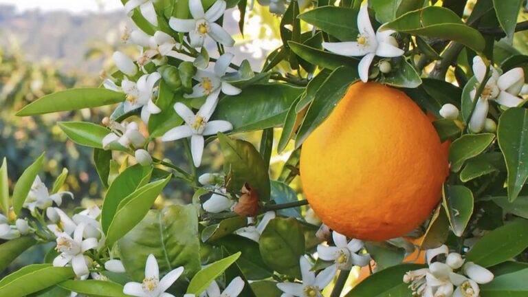 فواید عرق بهار نارنج برای سلامت و روش مصرف آن فواید عرق بهار نارنج