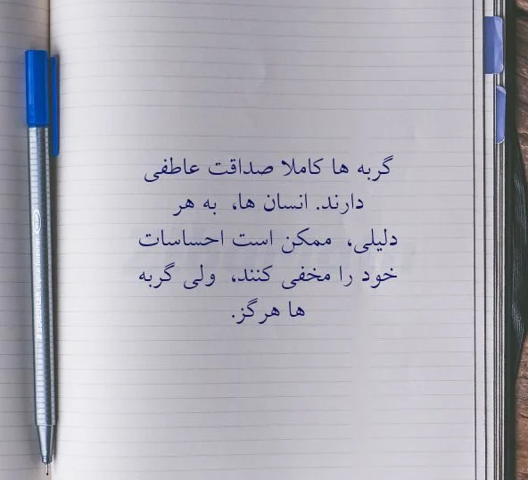 متن های زیبا در مورد گربه؛ جملات جالب درباره حیوان گربه خانگی