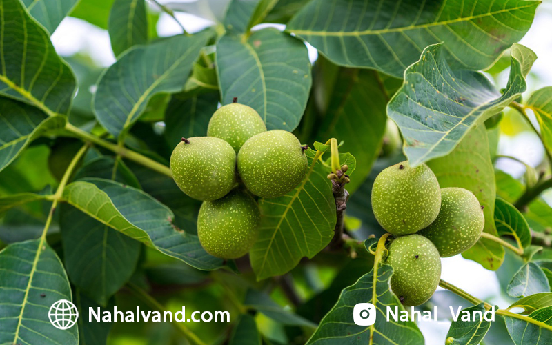کاشت نهال گردو؛ پرورش محصولات ارگانیک و سودآور!