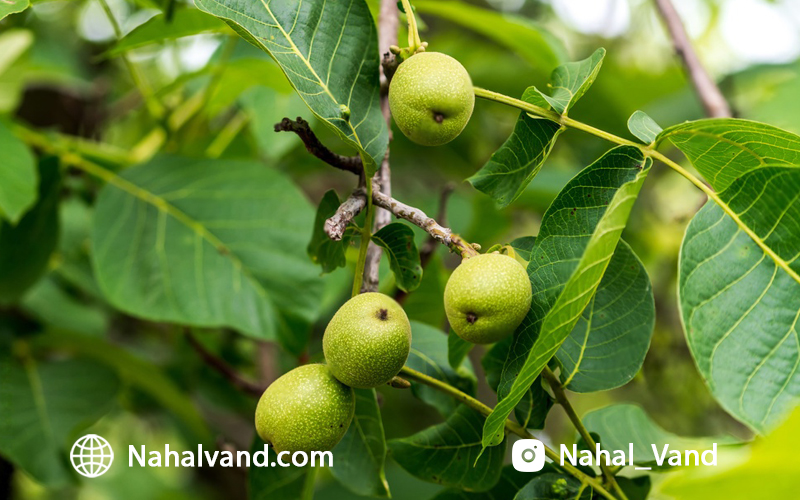 کاشت نهال گردو؛ پرورش محصولات ارگانیک و سودآور!