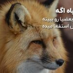 متن در مورد روباه | جملات سنگین و عکس نوشته درباره روباه