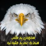 متن هایی در مورد عقاب | جملات خاص و سنگین درباره بزرگی و بلند پروازی