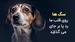 متن در مورد سگ | جملاتی در مورد وفاداری و مهربانی سگ متن در مورد سگ
