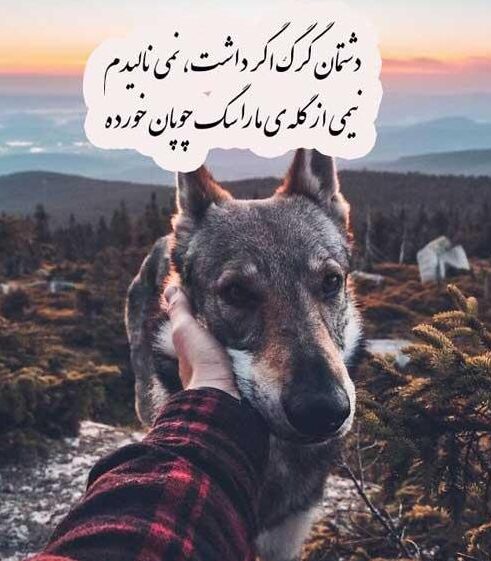 متن زیبا در مورد سگ؛ جملات کپشن و سنگین درباره حیوان سگ