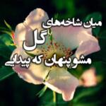 جملات زیبا درباره گل؛ متن های احساسی و سخنان با کلمه گل جملات زیبا درباره گل؛ متن های احساسی و سخنان با کلمه گل