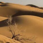 تعبیر خواب بیابان؛ تمام تعابیر درباره دیدن بیابان در خواب تعبیر خواب بیابان؛ تمام تعابیر درباره دیدن بیابان در خواب