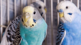 عوامل مهم تقویت پرندگان + خواص سنگ کلسیم برای عروس هلندی