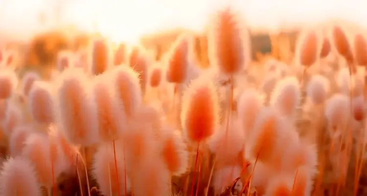 رنگ سال 1402؛ چه رنگی در سال 2024 مد شده است؟