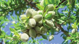 یادگاری سبز؛ سرمایه خود را در بازار نهال ایران به یادگاری سبز برای آیندگان خود بدل کنید یادگاری سبز؛ سرمایه خود را در بازار نهال ایران به یادگاری سبز برای آیندگان خود بدل کنید
