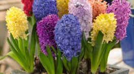 کاشت سنبل های رنگی