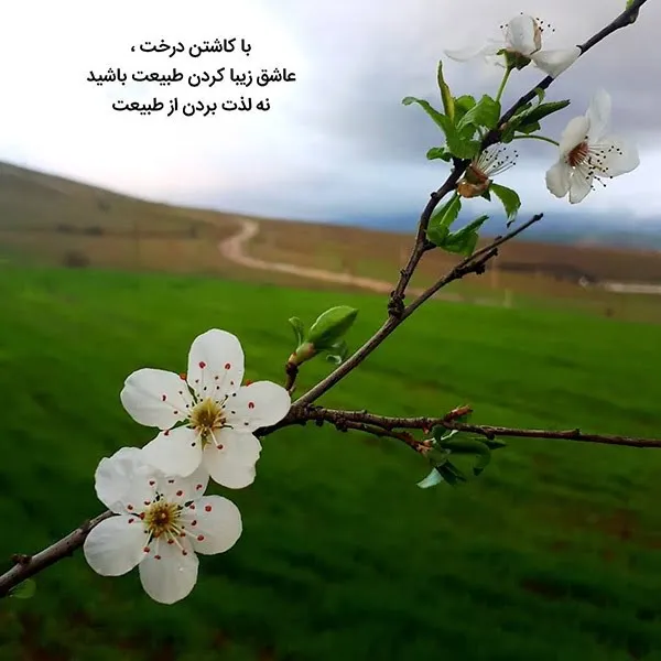 جملات زیبا برای روز درختکاری؛ متن ادبی و زیبا درباره درخت و کاشت آن tree 1