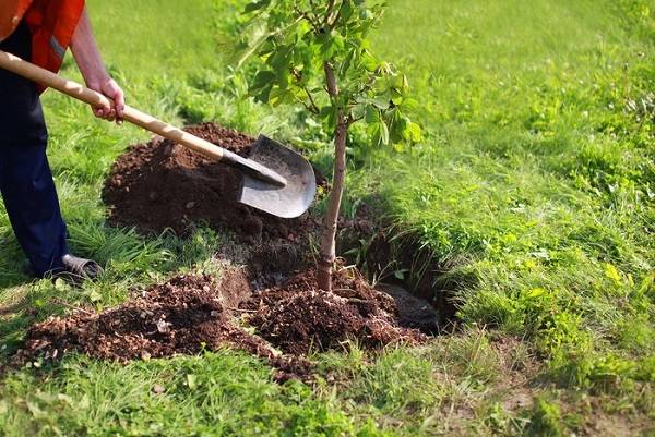 جملات زیبا برای روز درختکاری؛ متن ادبی و زیبا درباره درخت و کاشت آن درختکاری