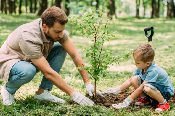 جملات زیبا برای روز درختکاری؛ متن ادبی و زیبا درباره درخت و کاشت آن روز درختکاری