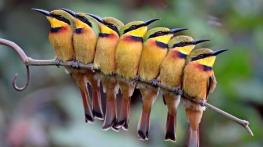 متن درباره آواز خوش پرنده ها