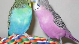 متن عاشقانه در مورد مرغ عشق