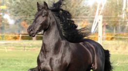 انواع نژاد اسب را بشناسید (12 نژاد مختلف و ویژگی هر کدام) انواع نژاد اسب