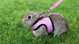 جملات درباره خرگوش