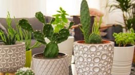 متن در مورد کاکتوس