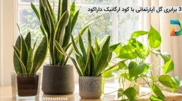 رشد 3 برابری گل آپارتمانی با کود ارگانیک داراکود