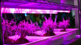 تفاوت لامپ رشد گیاه با لامپ معمولی