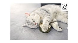 راهنمای کامل انتخاب کنسرو گربه