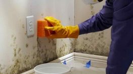 کپک دیوار چیست و چگونه می توان آن را تمیز کرد؟ کپک دیوار