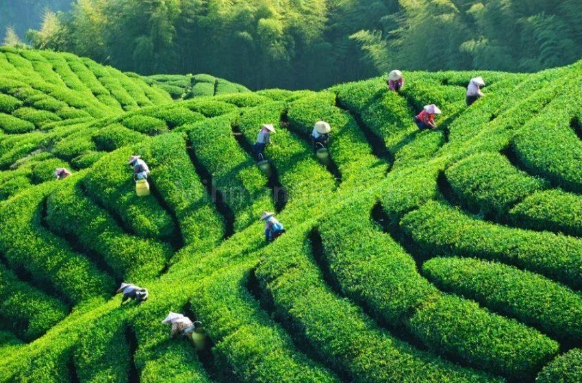 حضور در بهشت با سفری به روستاهای زیبای اطراف لاهیجان برداشت چای از باغ های چای لاهیجان