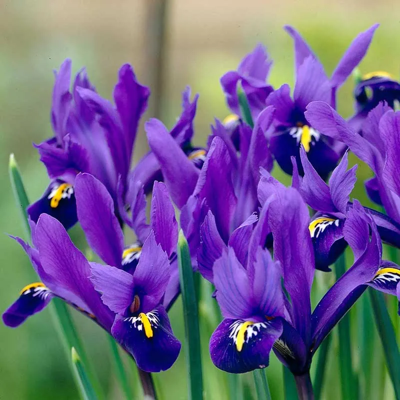 همه چیز درباره گل زنبق | مشخصات، نماد و انواع آن