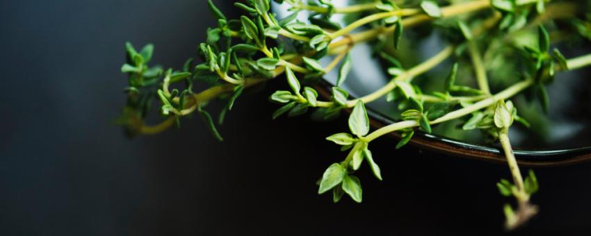 مهم ترین خواص آویشن و کاربردهای آن / 10 خاصیت مهم شگفت انگیز مهم ترین خواص آویشن و کاربردهای آن / 10 خاصیت مهم شگفت انگیز