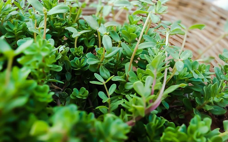 مهم ترین خواص آویشن و کاربردهای آن / 10 خاصیت مهم شگفت انگیز مهم ترین خواص آویشن و کاربردهای آن / 10 خاصیت مهم شگفت انگیز