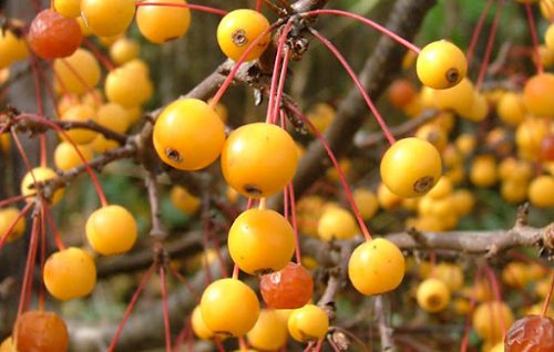 خواص زالزالک | فواید بی نظیر زالزالک برای سلامتی بدن