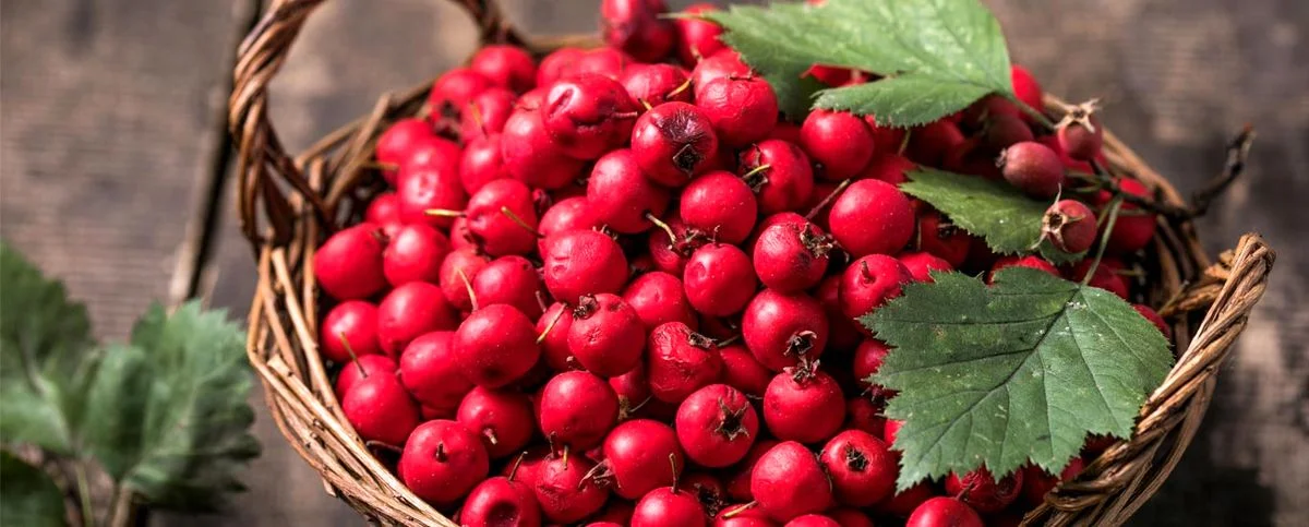 خواص زالزالک | فواید بی نظیر زالزالک برای سلامتی بدن