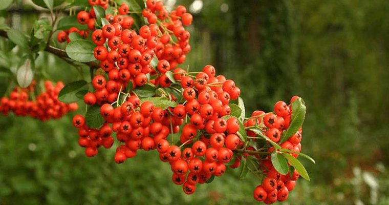 خواص زالزالک | فواید بی نظیر زالزالک برای سلامتی بدن