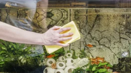 پاک کردن رسوب آب از شیشه آکواریوم