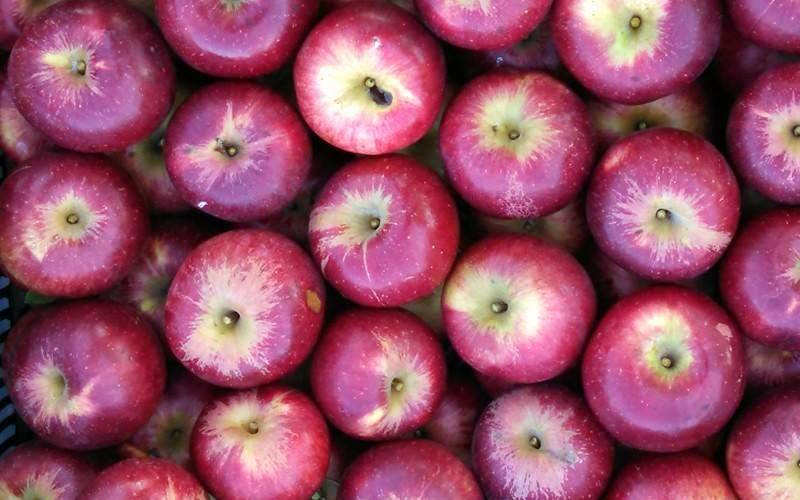 درخت سیب جاناتان (Jonathan)