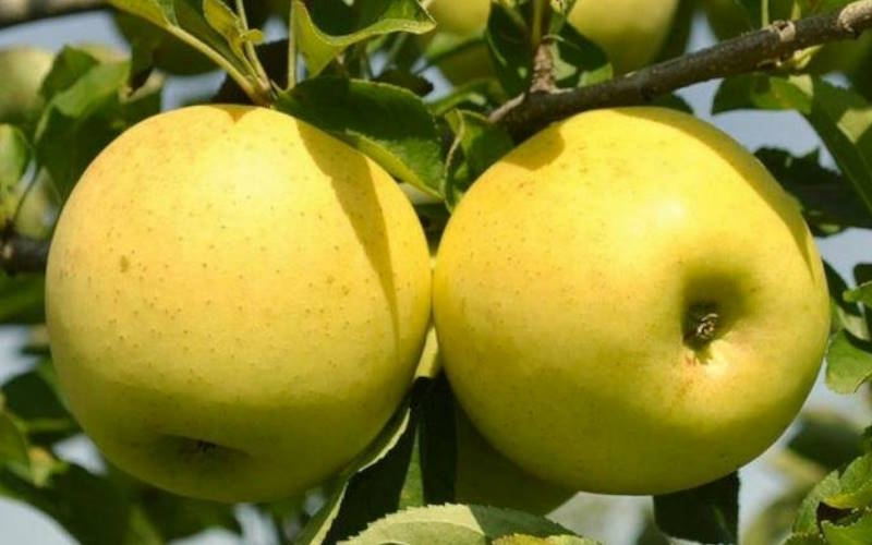 درخت سیب زرد گلدن (Golden Delicious)