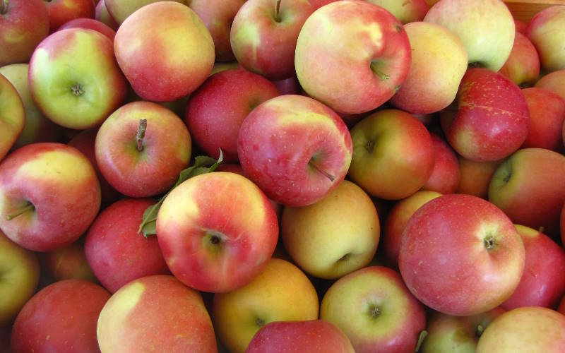 درخت سیب فوجی (Fuji)