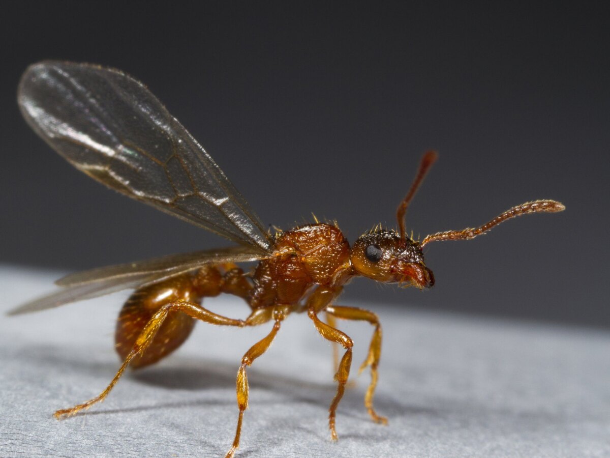 بهترین سم برای از بین بردن مورچه بالدار | چگونه مورچه های بالدار را از بین ببریم بهترین سم برای از بین بردن مورچه بالدار | چگونه مورچه های بالدار را از بین ببریم