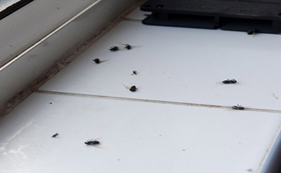 بهترین سم برای از بین بردن مورچه بالدار | چگونه مورچه های بالدار را از بین ببریم بهترین سم برای از بین بردن مورچه بالدار | چگونه مورچه های بالدار را از بین ببریم