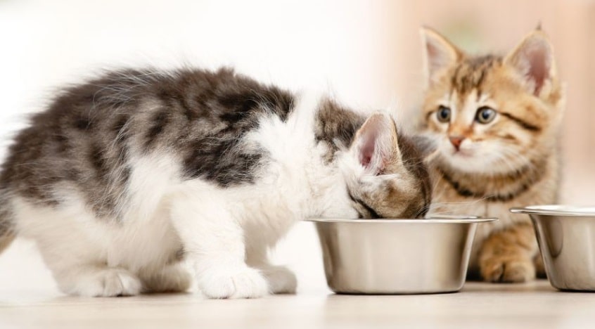 آیا سیرابی برای گربه خوب است؟