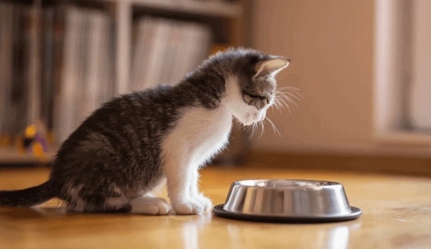 سیرابی برای گربه