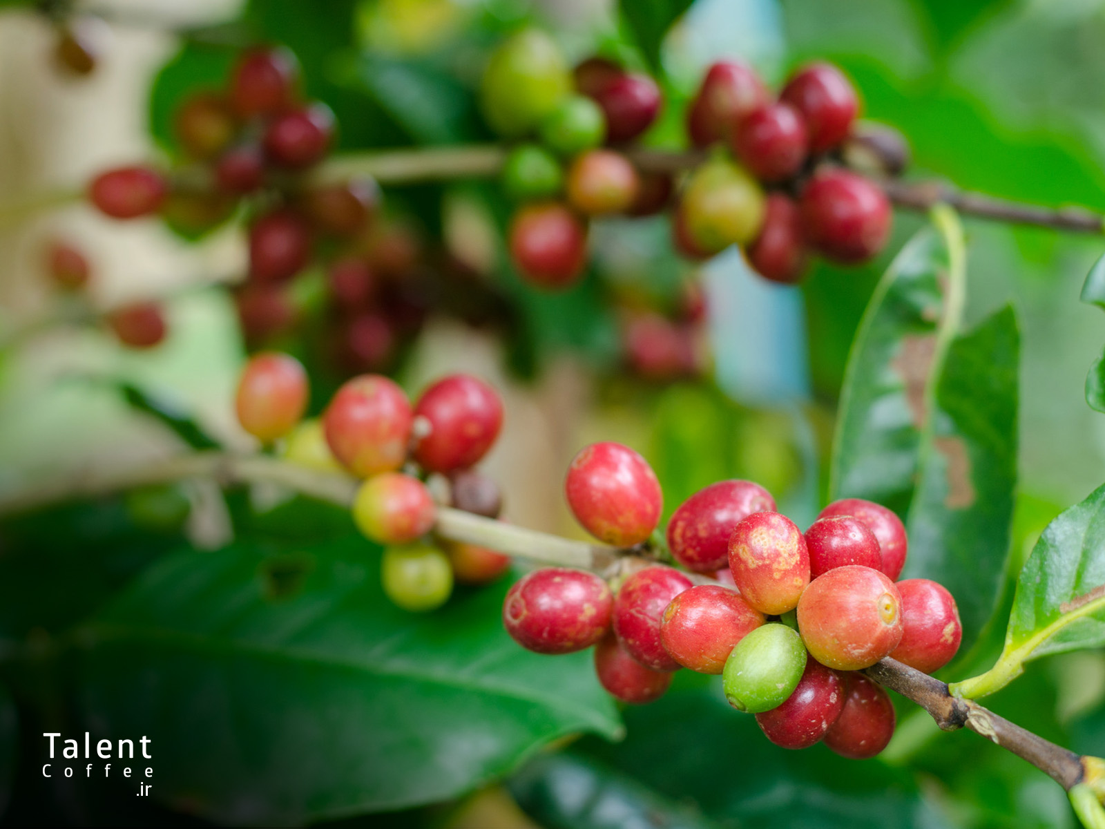 کاهش الکتریسیته ساکن هنگام آسیاب قهوه