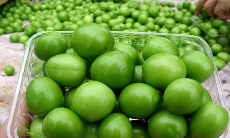 خواص آلوچه سبز ؛ مهم ترین فواید و مضرات گوجه سبز