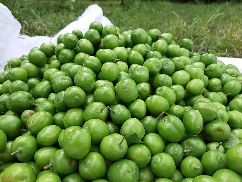 خواص آلوچه سبز ؛ مهم ترین فواید و مضرات گوجه سبز