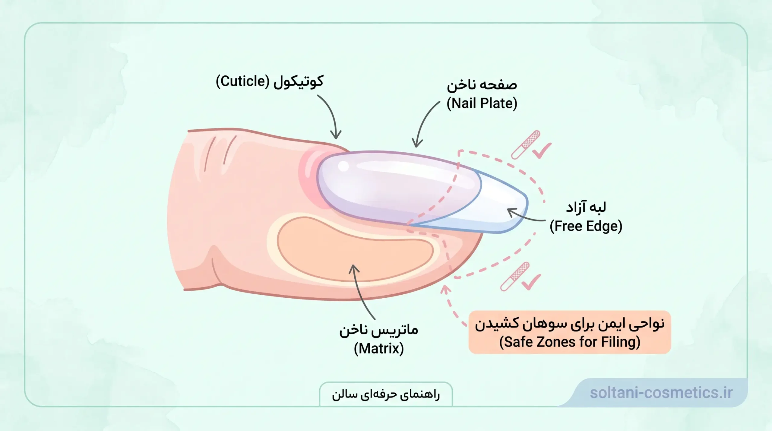 ناتومی ناخن برای زیرسازی