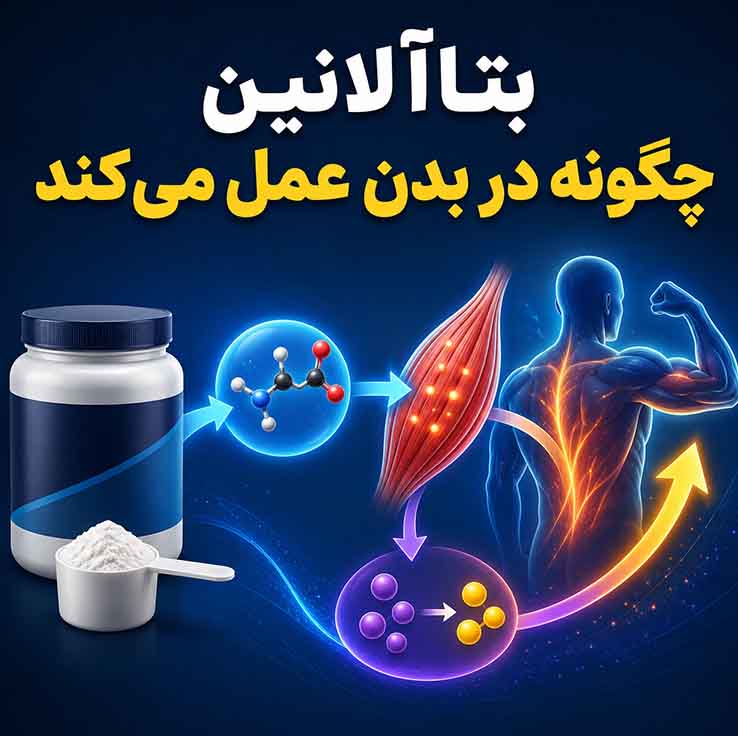 بتاآلانین چگونه در بدن عمل می‌کند