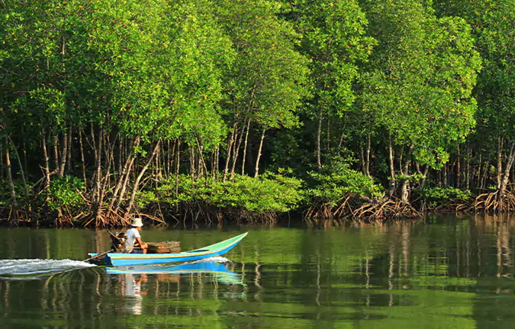 جنگل‌های حرا (Hara Mangrove Forests)