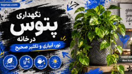 نگهداری پتوس در خانه؛ اصول آبیاری، نور و تکثیر؛ علت و راههای رفع زرد شدن برگها نگهداری پتوس